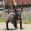 Miniature Bull Terrier puppies photo 12