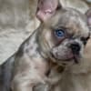 French Bulldog photo 1