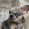 French Bulldog photo 3