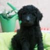 Royal Poodle Puppies photo 1