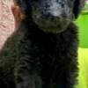 Royal Poodle Puppies photo 2