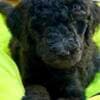 Royal Poodle Puppies photo 3