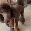 Royal Poodle Puppies photo 4