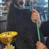 Royal Poodle Puppies photo 5