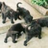 Royal Poodle Puppies photo 7