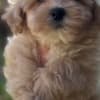 Maltipoo puppies for sale photo 2