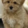Maltipoo puppies for sale photo 3