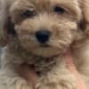 Maltipoo puppies for sale photo 5