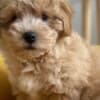 Maltipoo puppies for sale photo 6