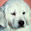 Golden Retriever puppies photo 1