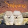 Pomeranian Spitz puppies photo 1