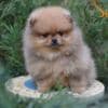 Pomeranian Spitz puppies photo 2