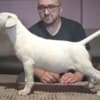 Bull terrier puppies for sale photo 1
