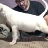 Bull terrier puppies for sale photo 2