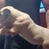 Bull terrier puppies for sale photo 3