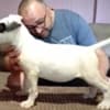 Bull terrier puppies for sale photo 4