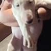 Bull terrier puppies for sale photo 5