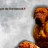 Dogue de Bordeaux puppies photo 2