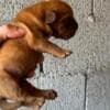 Dogue de Bordeaux puppies photo 3