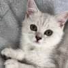 Scottish Kittens photo 1