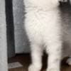 Scottish Kittens photo 2
