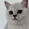 Scottish Kittens photo 3