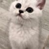 Scottish Kittens photo 4