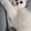 Scottish Kittens photo 5