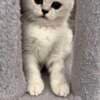Scottish Kittens photo 6