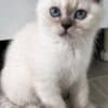 Scottish Kittens photo 7