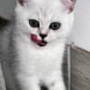 Scottish Kittens photo 8