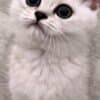 Scottish Kittens photo 9