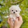 Adorable Maltese Puppies for sale. Business Whatsapp :+447392009828 photo 1
