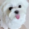 Adorable Maltese Puppies for sale. Business Whatsapp :+447392009828 photo 2
