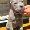 Cane Corso puppies for sale photo 4
