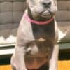 Cane Corso puppies for sale photo 5