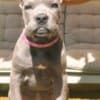 Cane Corso puppies for sale photo 6