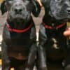Cane Corso puppies for sale photo 7