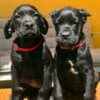 Cane Corso puppies for sale photo 8