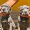 Cane Corso puppies for sale photo 9