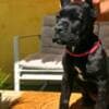 Cane Corso puppies for sale photo 11