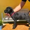 Cane Corso puppies for sale photo 12