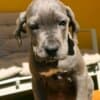 Cane Corso puppies for sale photo 13