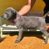 Cane Corso puppies for sale photo 14