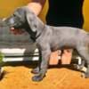 Cane Corso puppies for sale photo 15