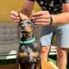 Doberman puppies for sale photo 1