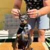 Doberman puppies for sale photo 2