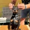 Doberman puppies for sale photo 3