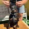 Doberman puppies for sale photo 4