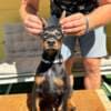 Doberman puppies for sale photo 5